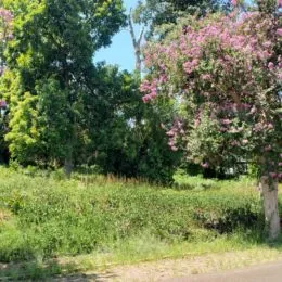 Terreno, foto 3