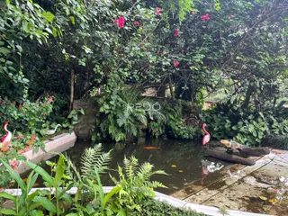 Vista de um jardim com água e vegetação densa em Lajeado.