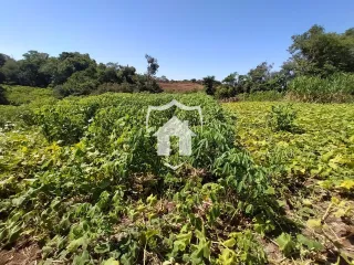 Campo verde com vegetação densa sob um céu azul.