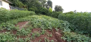 Terreno, foto 1