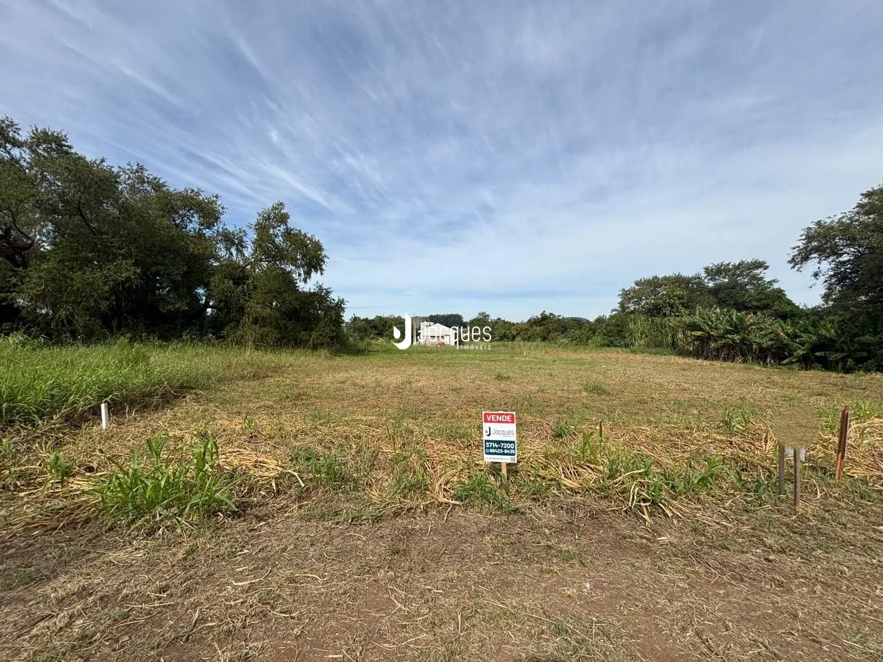 Campo aberto com vegetação rasteira e árvores ao fundo.