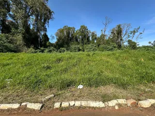 Paisagem externa com grama alta e vegetação.