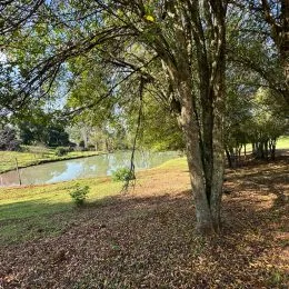 Vista de uma área verde com árvores e um rio ao fundo.