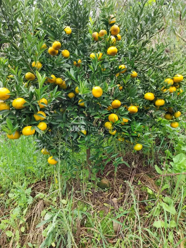 Área rural com 4 dormitórios, foto 3