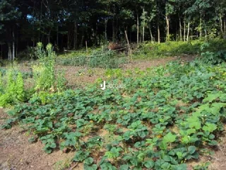 Terreno, foto 1