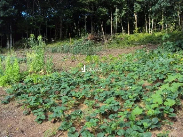 Área externa com vegetação densa e solo exposto.
