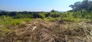 Vista de vegetação seca e grama alta em um terreno ao ar livre.