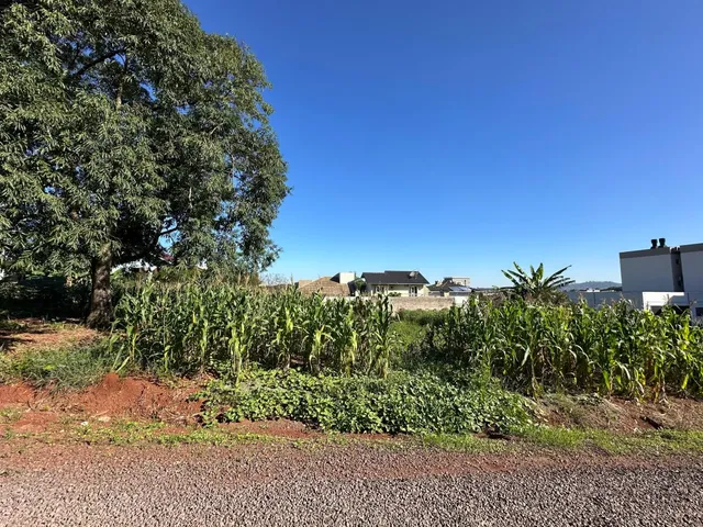 Vista de vegetação alta em uma área externa com céu azul.