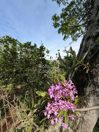 Área rural, foto 13
