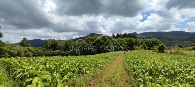 Vista de um campo verde cultivado com colinas ao fundo.