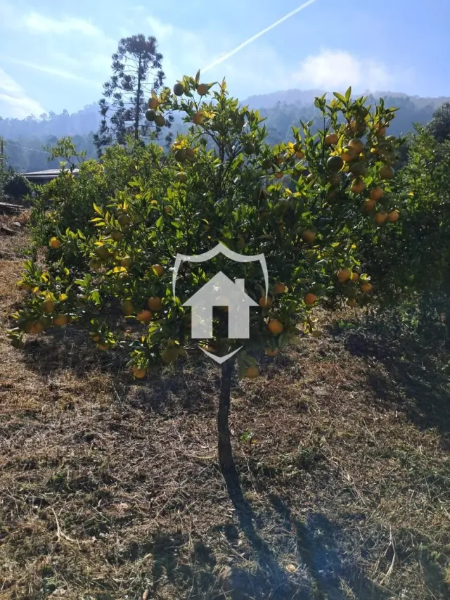 Terreno, foto 5