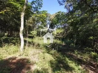 Vista da propriedade com vegetação densa e árvores.
