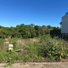 Vista externa de vegetação densa em uma área ao ar livre.