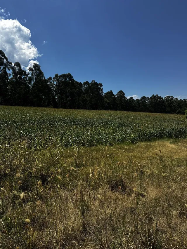 Área rural