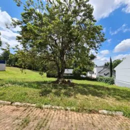 Vista de um jardim gramado com uma grande árvore no exterior.