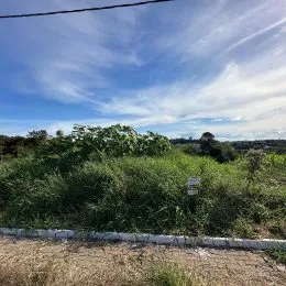 Vista externa mostrando vegetação densa em uma área ao ar livre.