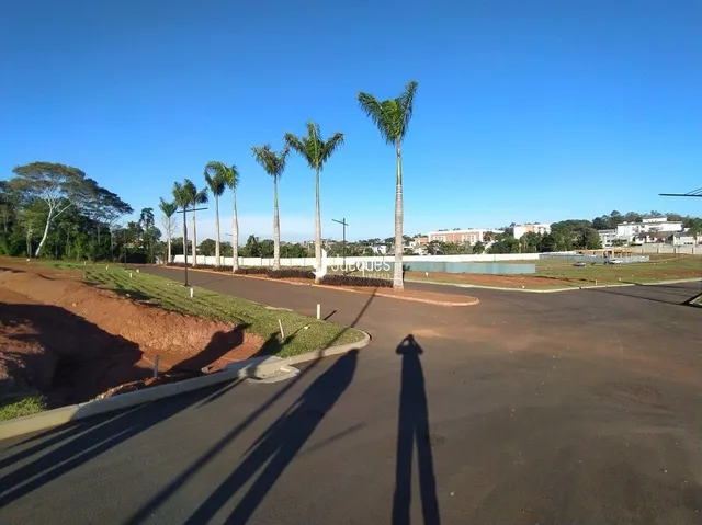 Vista da paisagem com palmeiras ao longo de uma estrada.