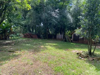 Vista de um terreno com grama e vegetação densa.