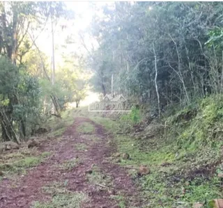 Um caminho de terra atravessa a vegetação densa.