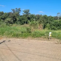 Vista de uma área com vegetação alta e estrada de terra.