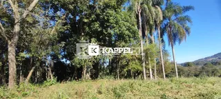 Vista externa de vegetação densa e árvores altas em um ambiente rural.