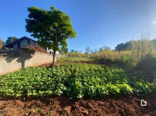 Vegetação verde e terra exposta em uma área externa.