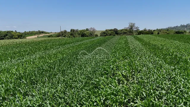Vista de um campo de cultivo verde sob um céu azul.