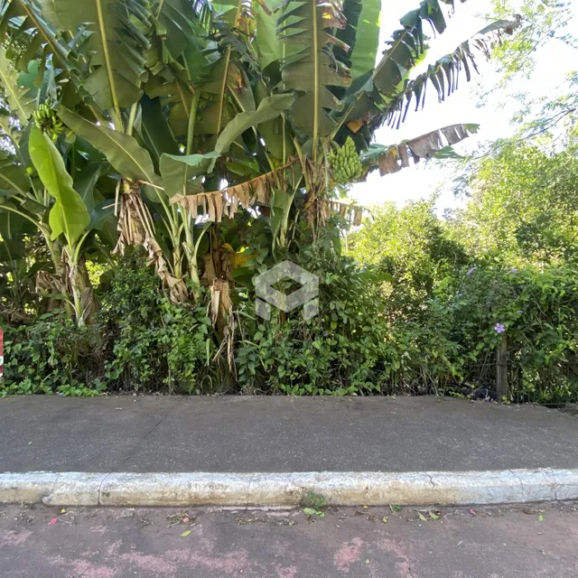 Vegetação densa borda uma estrada de asfalto na propriedade.