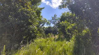 Vista externa mostrando vegetação densa e grama alta em um ambiente externo.