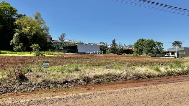Vista de um terreno aberto com vegetação rasteira e estrada de terra no primeiro plano.