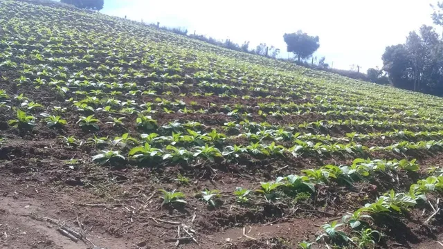 Área rural com 1 dormitório, foto 2