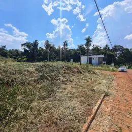 Vista de vegetação rasteira em uma encosta.
