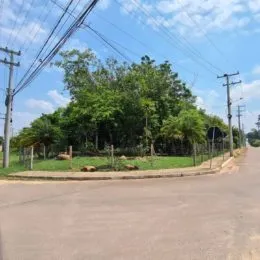 Vista da rua com vegetação densa ao lado.