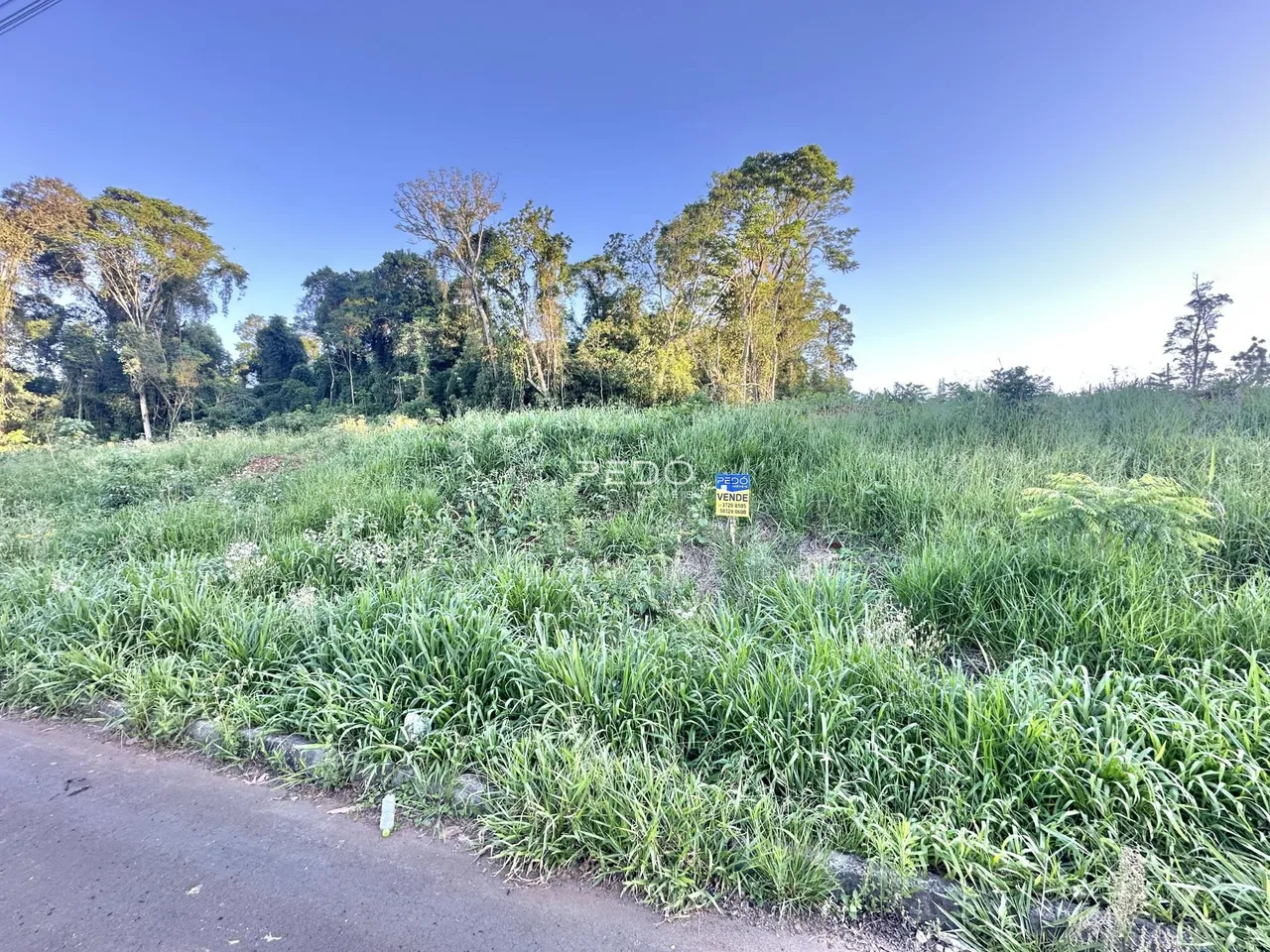 Paisagem de vegetação densa com árvores ao fundo e uma estrada no primeiro plano.