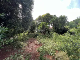 Paisagem de vegetação densa com um caminho de terra no primeiro plano.