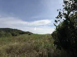 Paisagem de campo com vegetação alta sob um céu nublado.