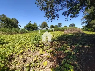 Vista de uma área de vegetação verde em um campo.