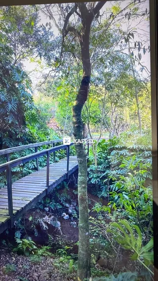 Uma passarela de madeira atravessa uma área verde densa com vegetação exuberante.