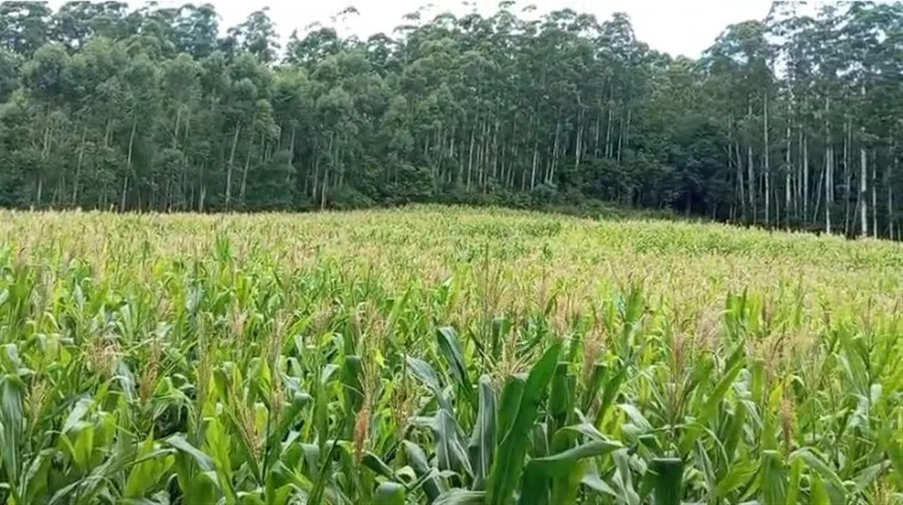 Área rural, foto 1
