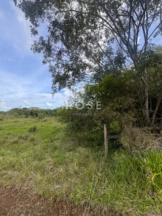 Paisagem de vegetação densa com árvores e grama no primeiro plano.