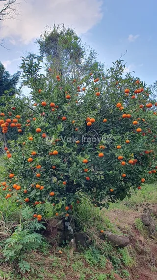 Área rural com 3 dormitórios, foto 23
