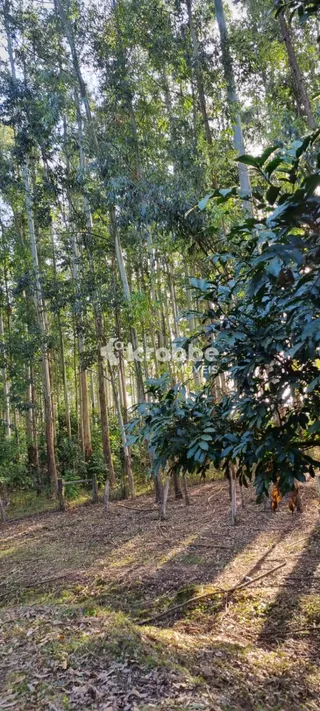Área rural com 3 dormitórios, foto 13
