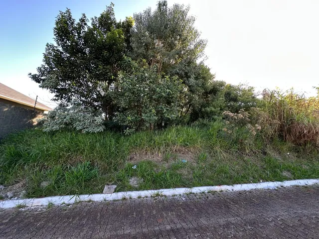 Vista externa de uma área com vegetação densa ao lado de uma estrada.