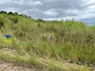 Paisagem de vegetação densa em uma área externa.