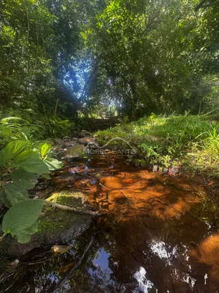 Vista de um riacho com vegetação densa em uma propriedade em Lajeado.