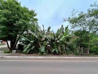 Vista da propriedade com vegetação densa ao lado de uma estrada.