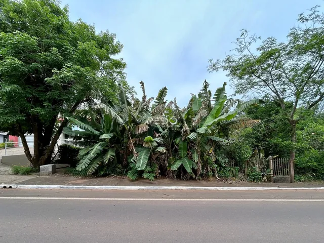 Vista da propriedade com vegetação densa ao lado de uma estrada.