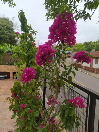Casa com 3 dormitórios, foto 24