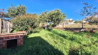 Vista externa de um terreno com vegetação densa e uma parede de tijolos.