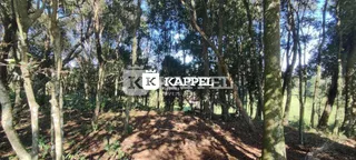 Paisagem de mata densa com árvores altas e terreno inclinado.